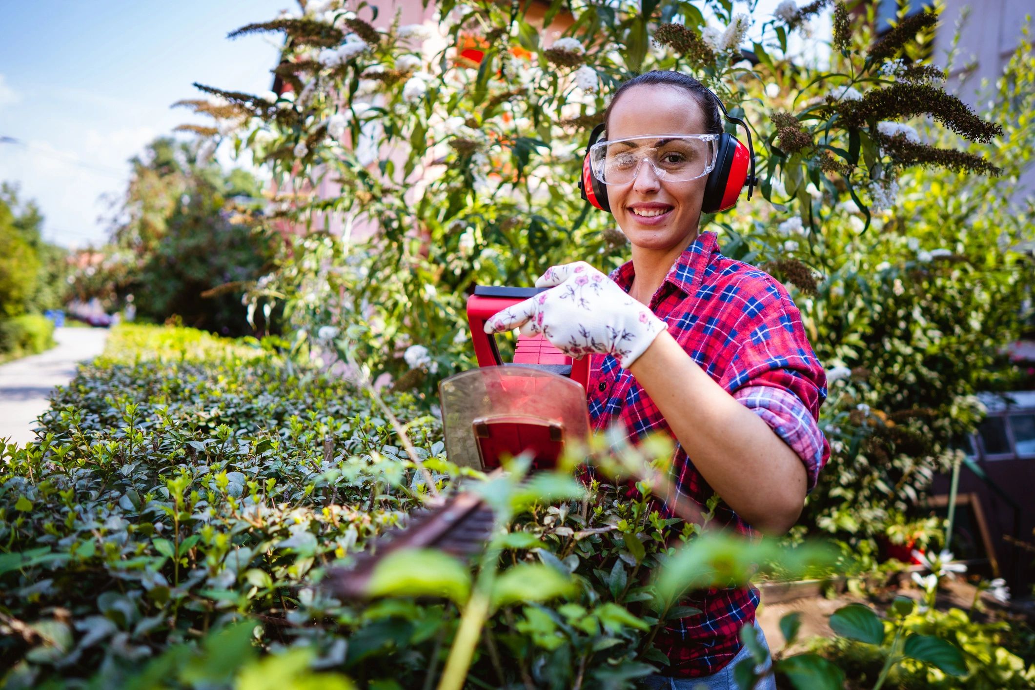 Pruning a hedge in a backyard