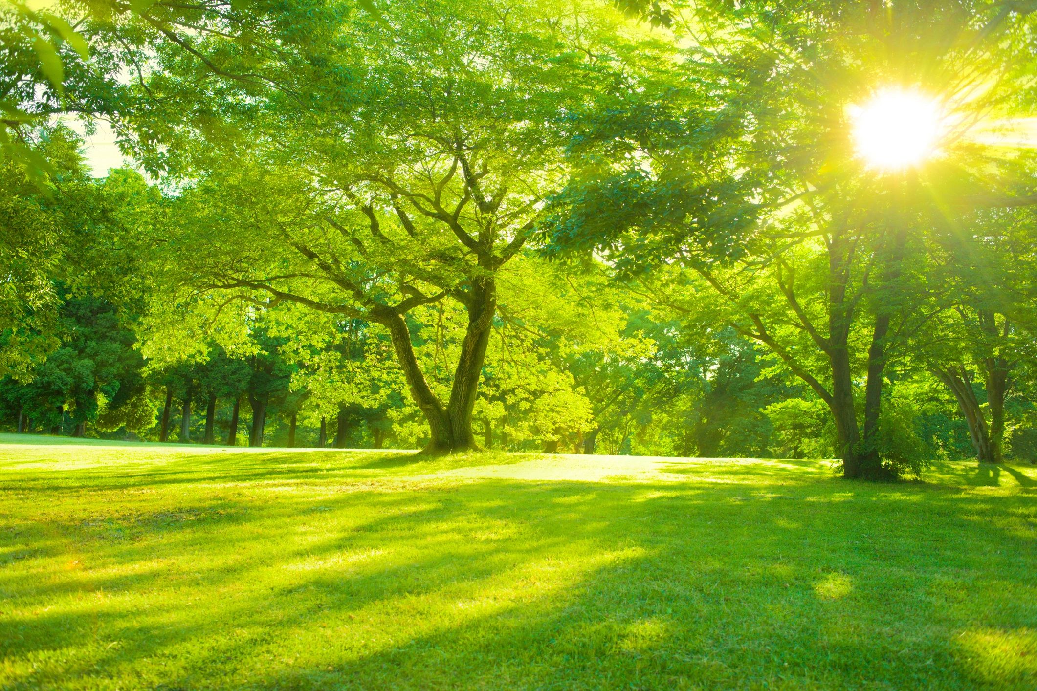 Sunny green lawn and trees in a park-like landscape
