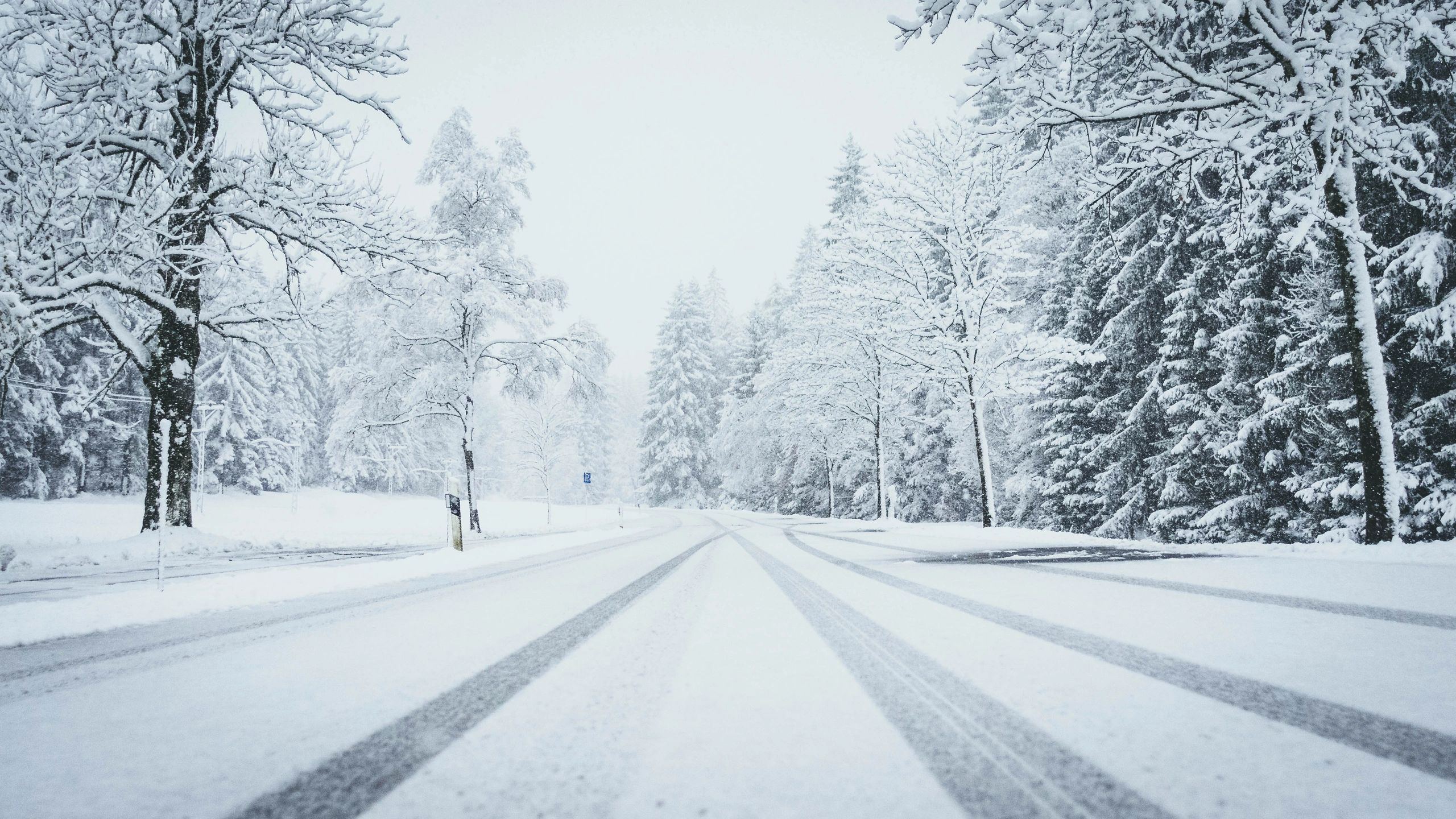 Snow-covered road with pine trees