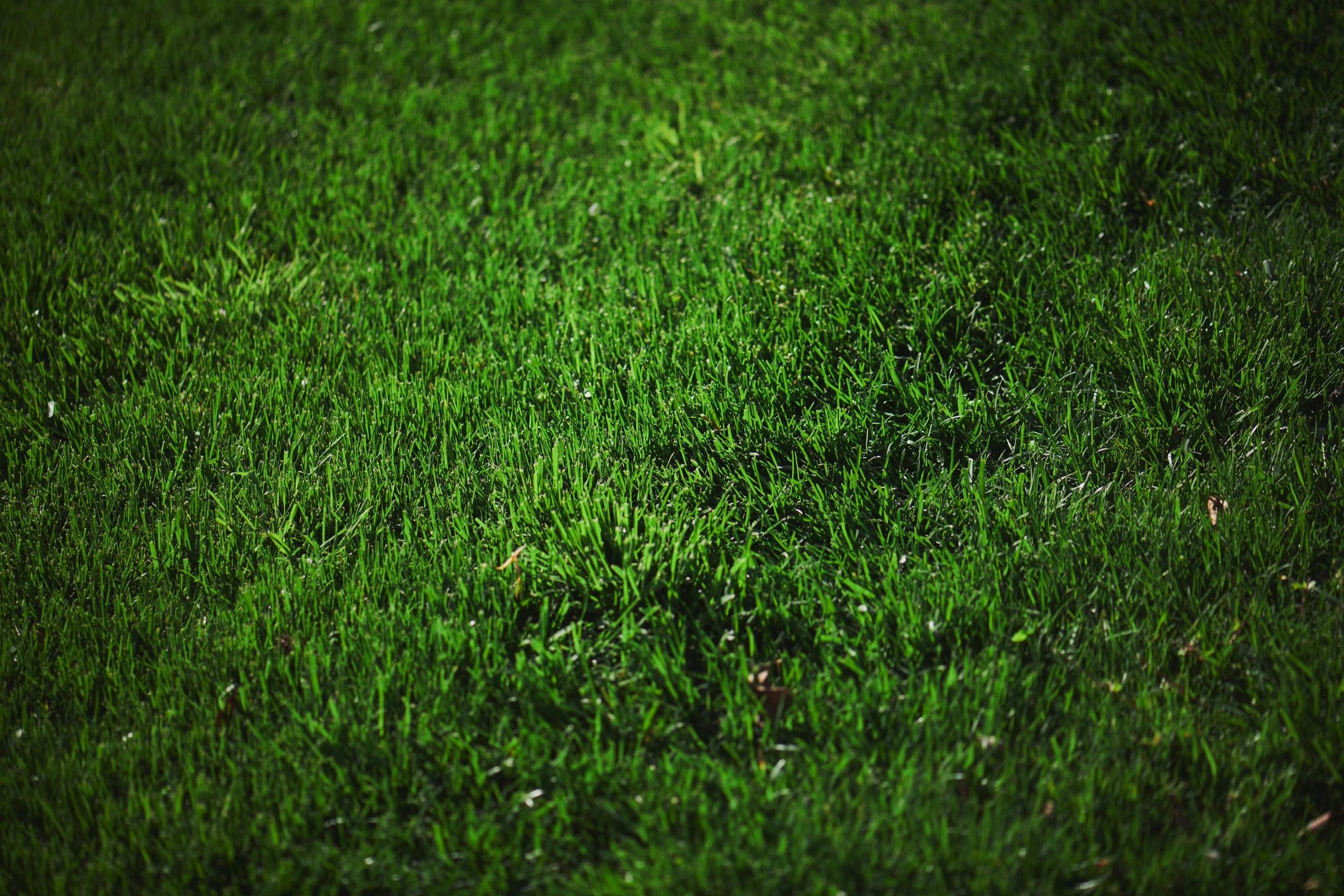 Lush green grass field