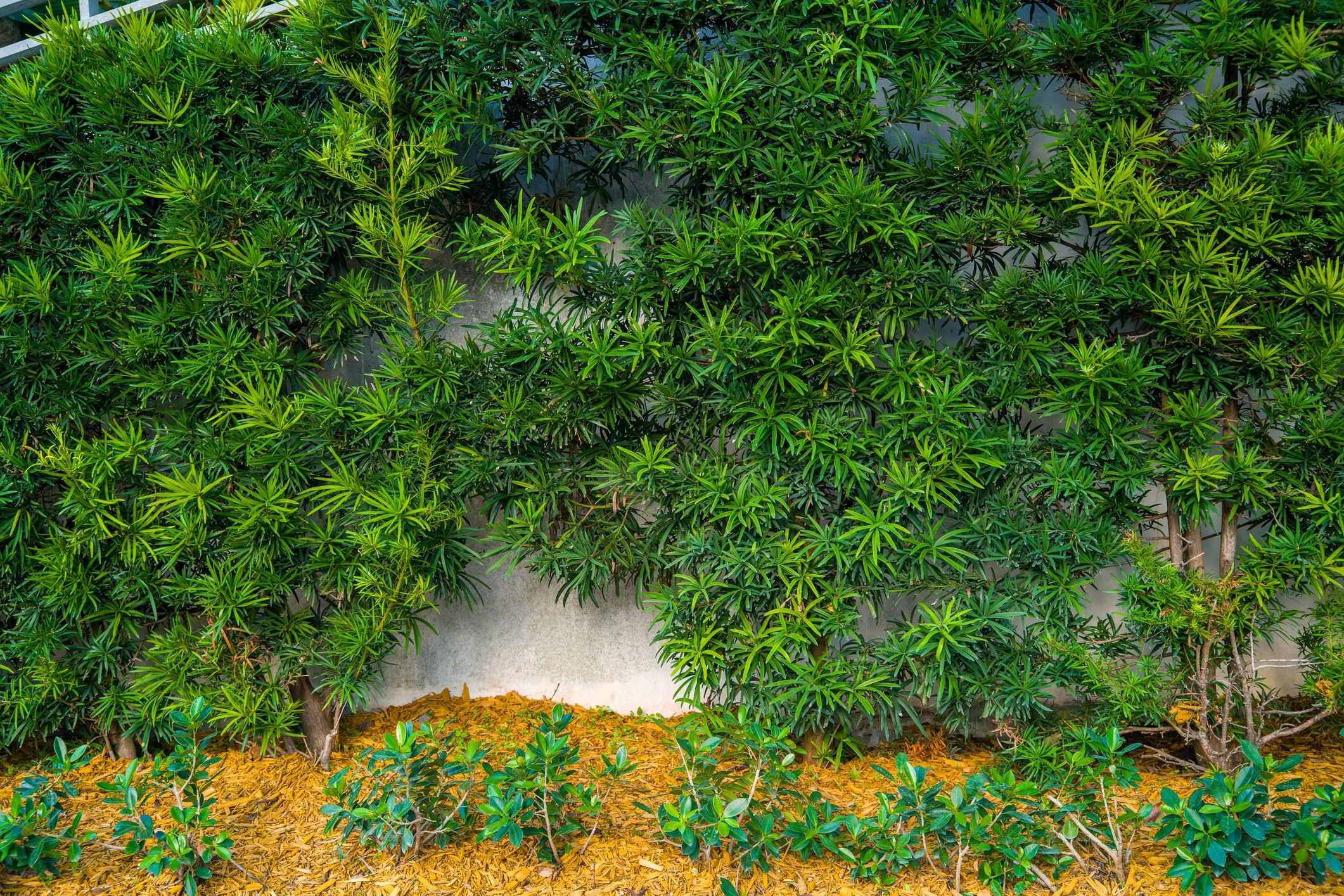 Fresh mulch and hedge landscaping